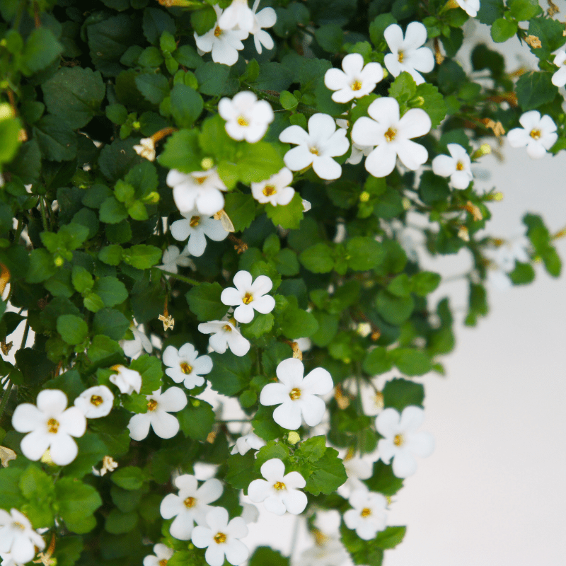 Brahmi - MA PLANETE BEAUTE